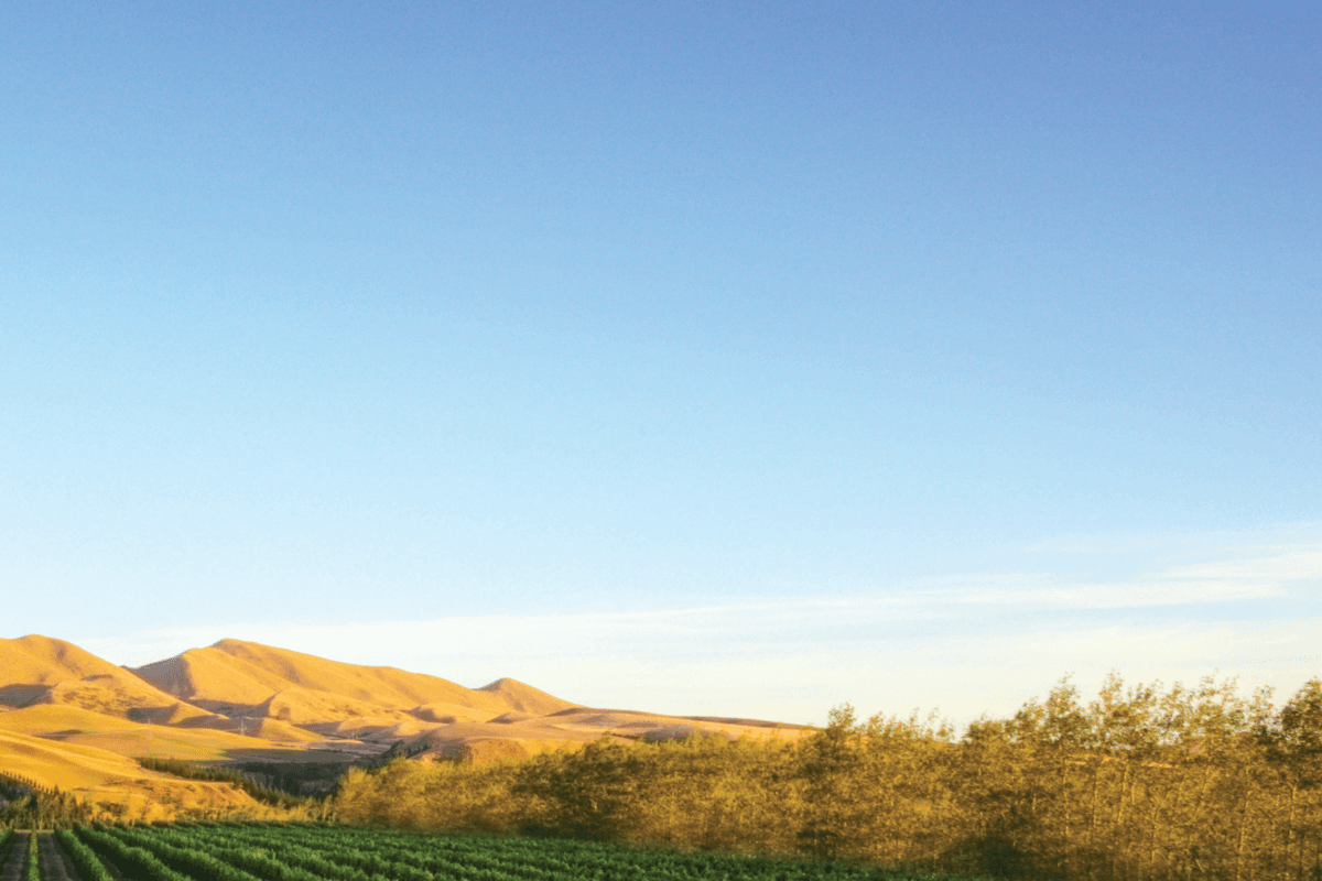 Rich Pickings In New Zealand's Fruit Bowl